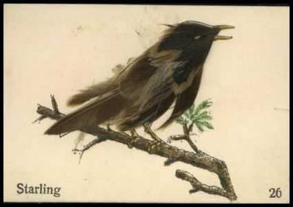 26 Starling